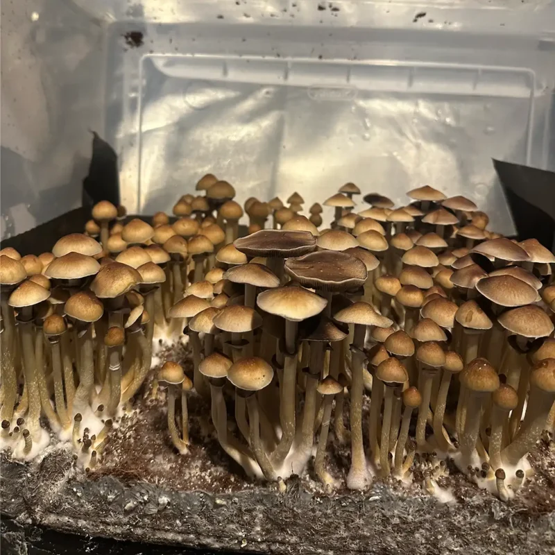 A large flush of Texas Yellow Cap spore syringe mushrooms.