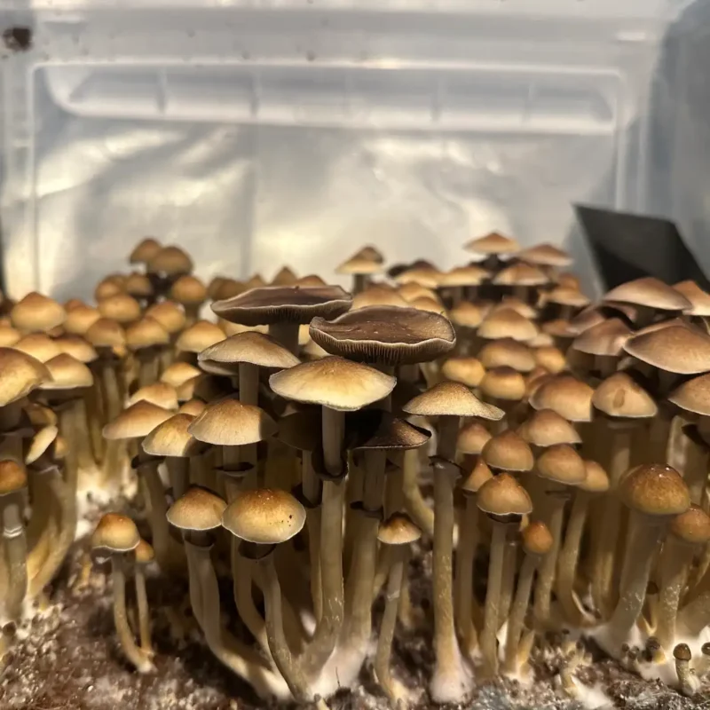 A large flush of Texas Yellow Cap spore syringe mushrooms.