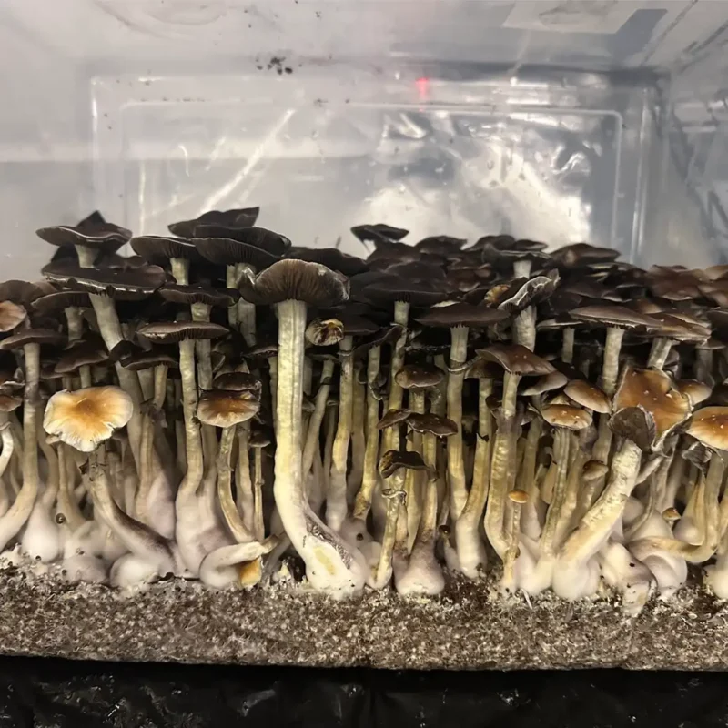 A large flush of Thai Elephant Dung spore syringe mushrooms.