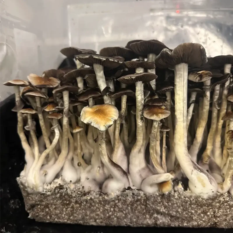 A large flush of Thai Elephant Dung spore syringe mushrooms.