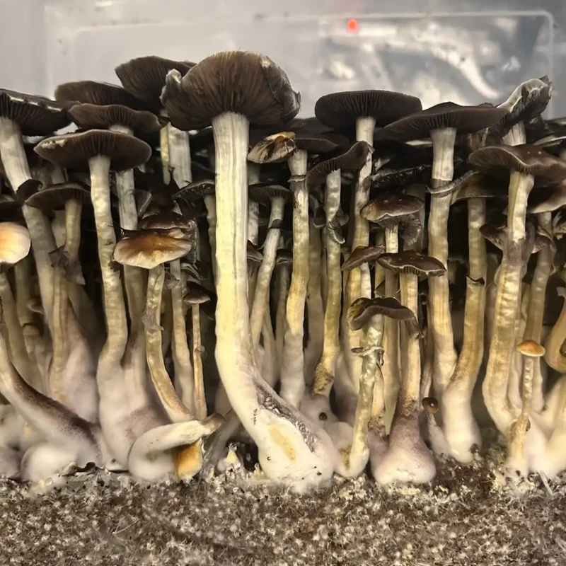 A large flush of Thai Elephant Dung spore syringe mushrooms.