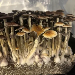 A large flush of Thai Elephant Dung spore syringe mushrooms.