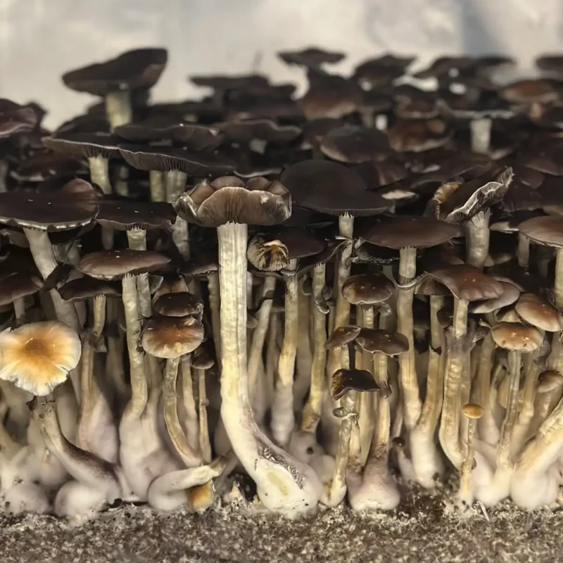 A large flush of Thai Elephant Dung spore syringe mushrooms.