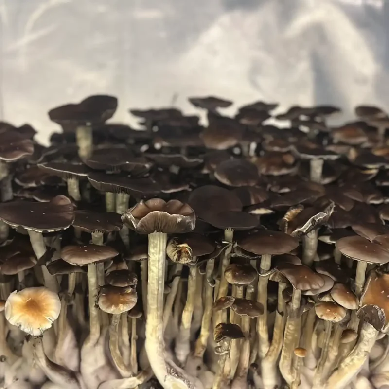 A large flush of Thai Elephant Dung spore syringe mushrooms.