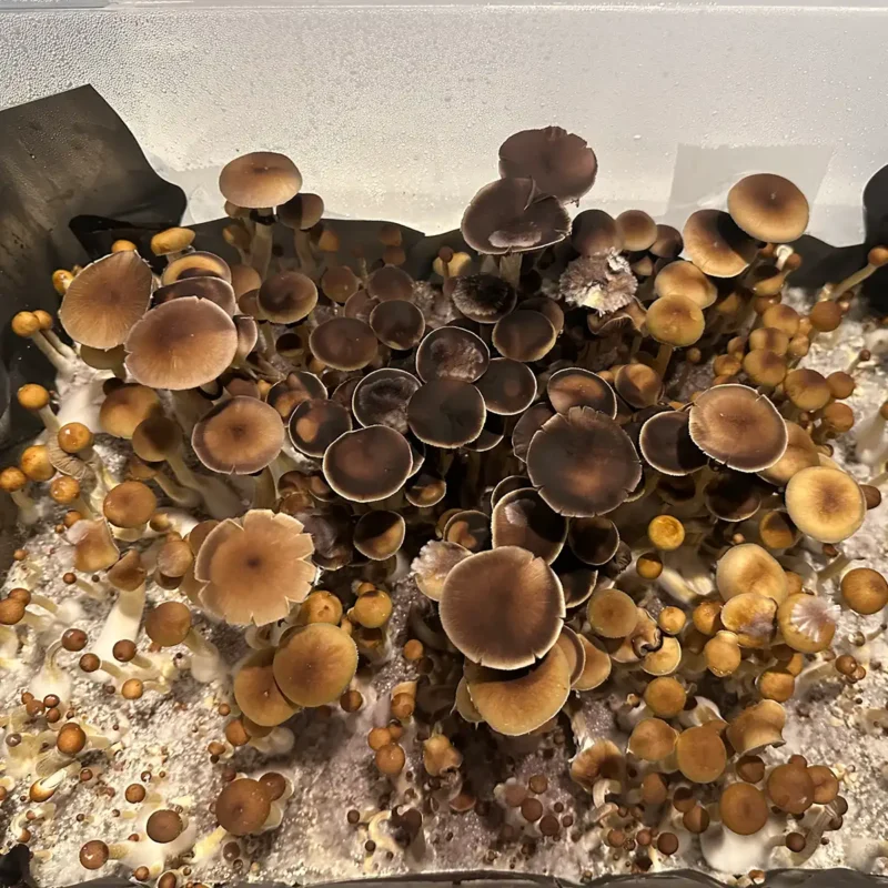 A large flush of Wild North Carolina spore syringe mushrooms.
