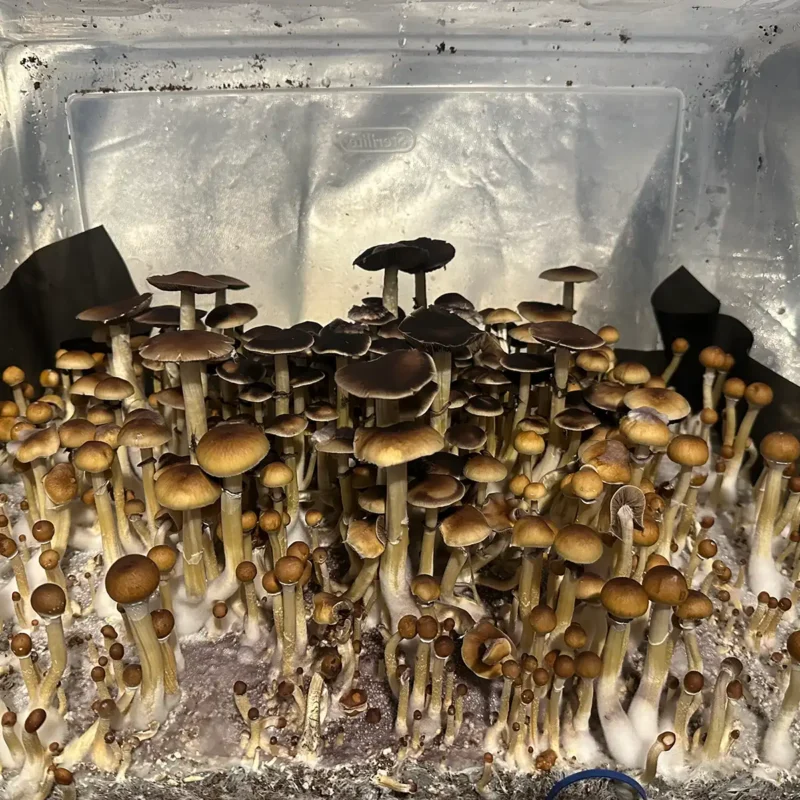 A large flush of Wild North Carolina spore syringe mushrooms.