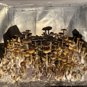 A large flush of Wild North Carolina spore syringe mushrooms.