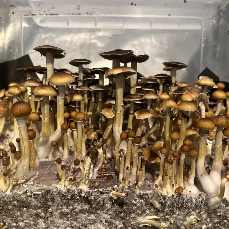 A large flush of Wild North Carolina spore syringe mushrooms.