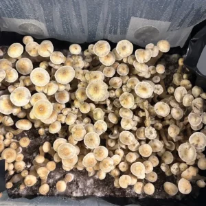 A large flush of AA+ Spore Syringe Mushrooms.