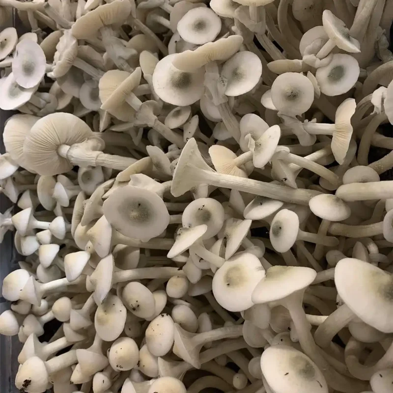 A close-up view of APE revert spore syringe mushrooms on substrate