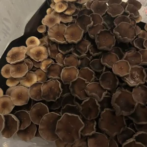 An aerial view of b+ spore print mushrooms in a tub