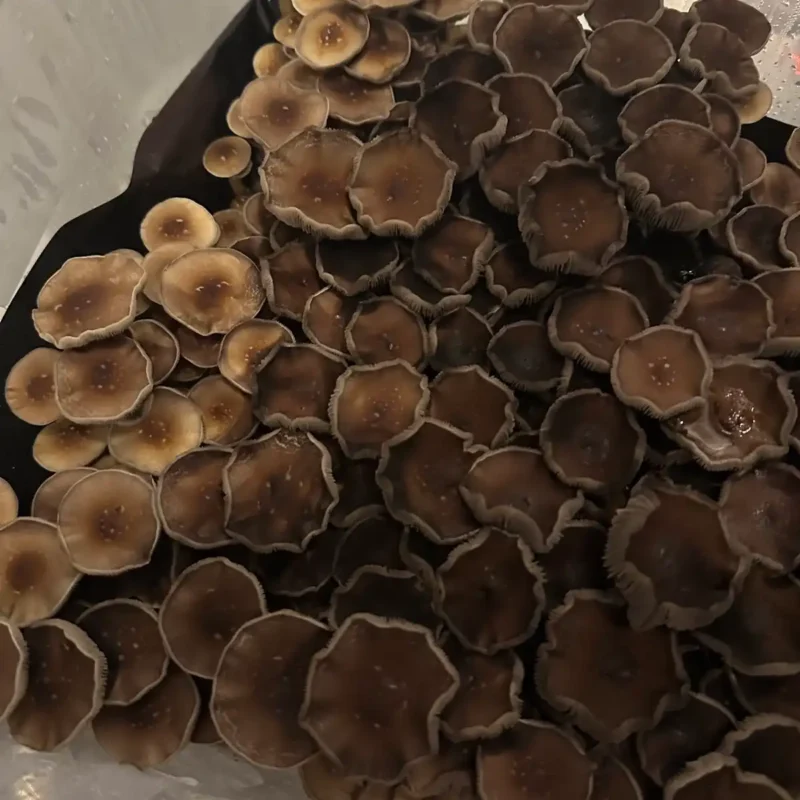 An aerial view of b+ spore print mushrooms in a tub