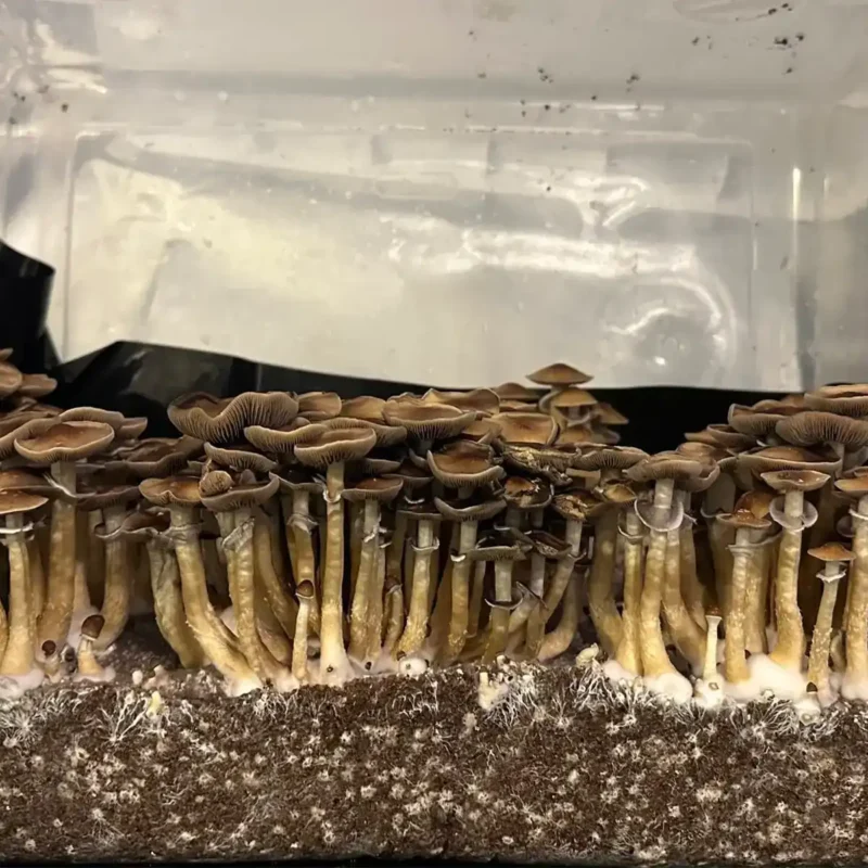 A bountiful flush of B+ spore syringe mushrooms in a tub