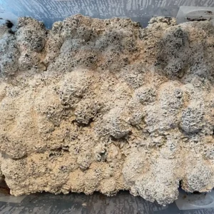 large flush of enigma isolated Spore Syringe mushrooms on substrate