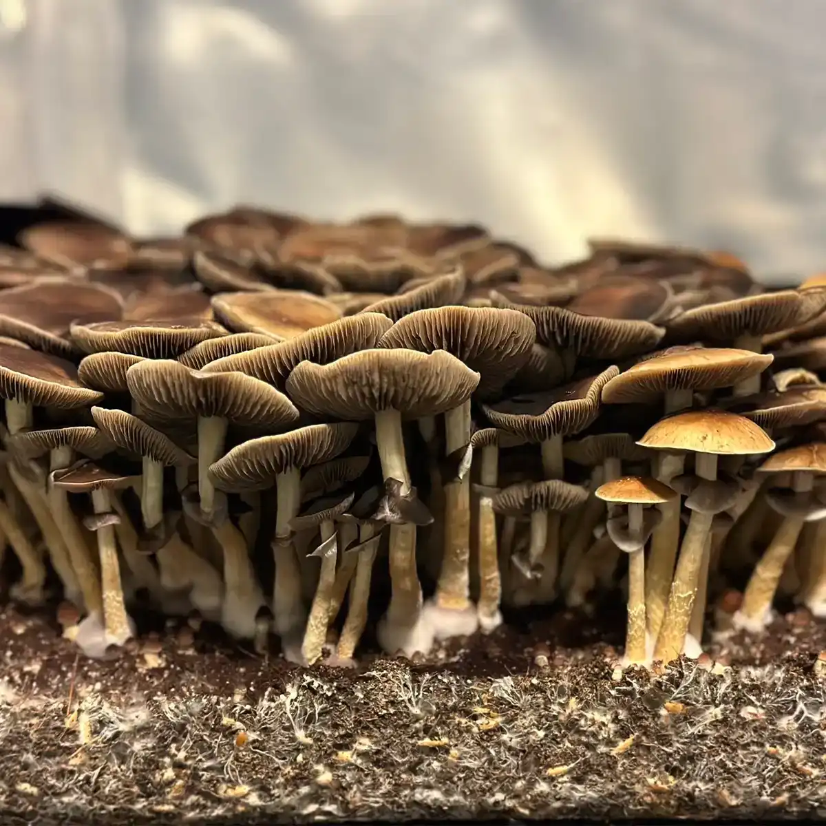 A bountiful flush of Golden Teacher Spore Syringe mushrooms.