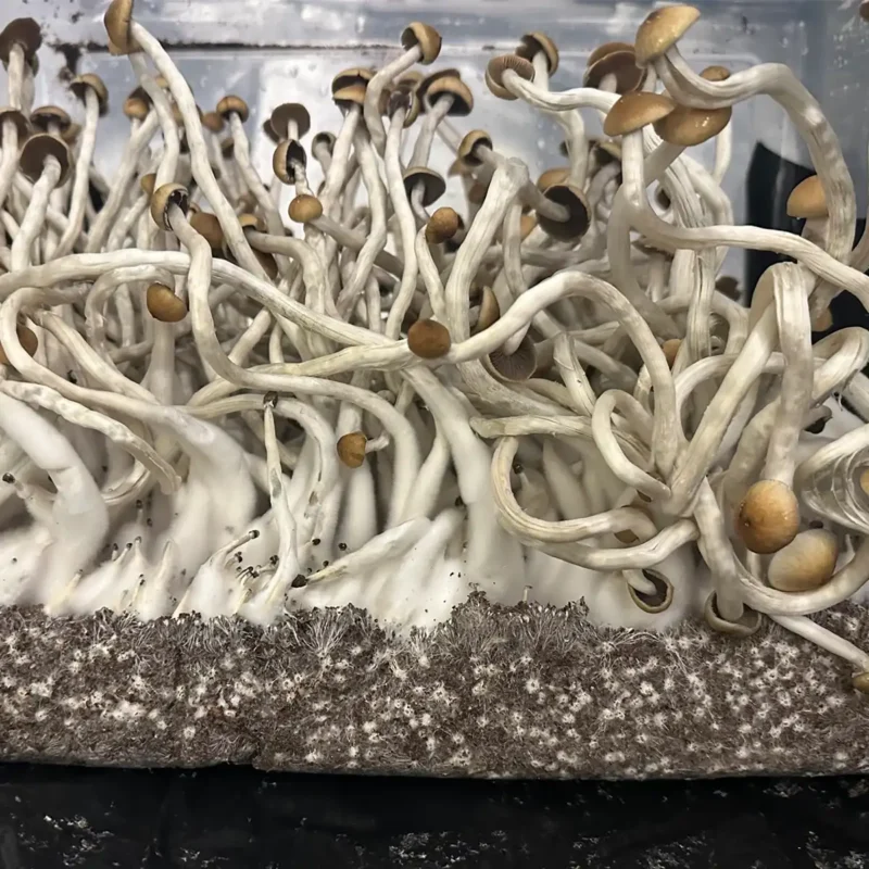 A large flush of Guapiles Spore Syringe mushrooms