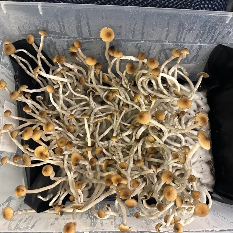 A thriving flush of Guapiles Spore Syringe mushrooms.