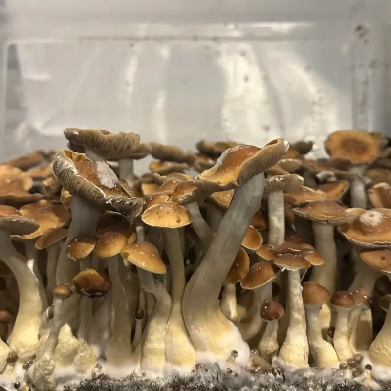 A close-up side view of Jedi Mind Fuck spore syringe mushrooms.