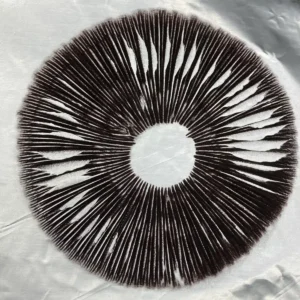 golden teacher spore print on foil