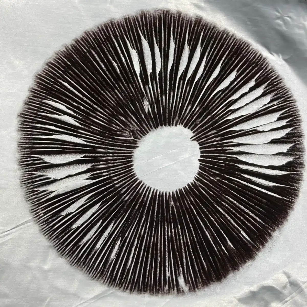 golden teacher spore print on foil