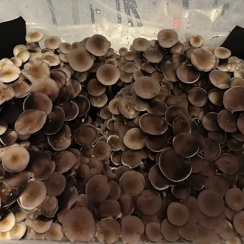 large flush of amarillo texas spore syringe mushrooms on substrate