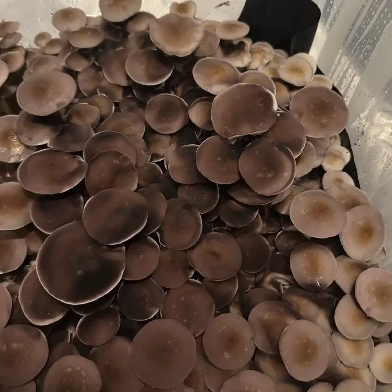 A close-up view of Amarillo Texas spore syringe mushrooms.
