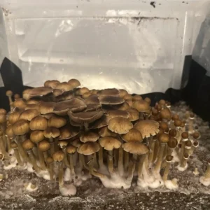 A large flush of African Transkei Spore Syringe Mushrooms.