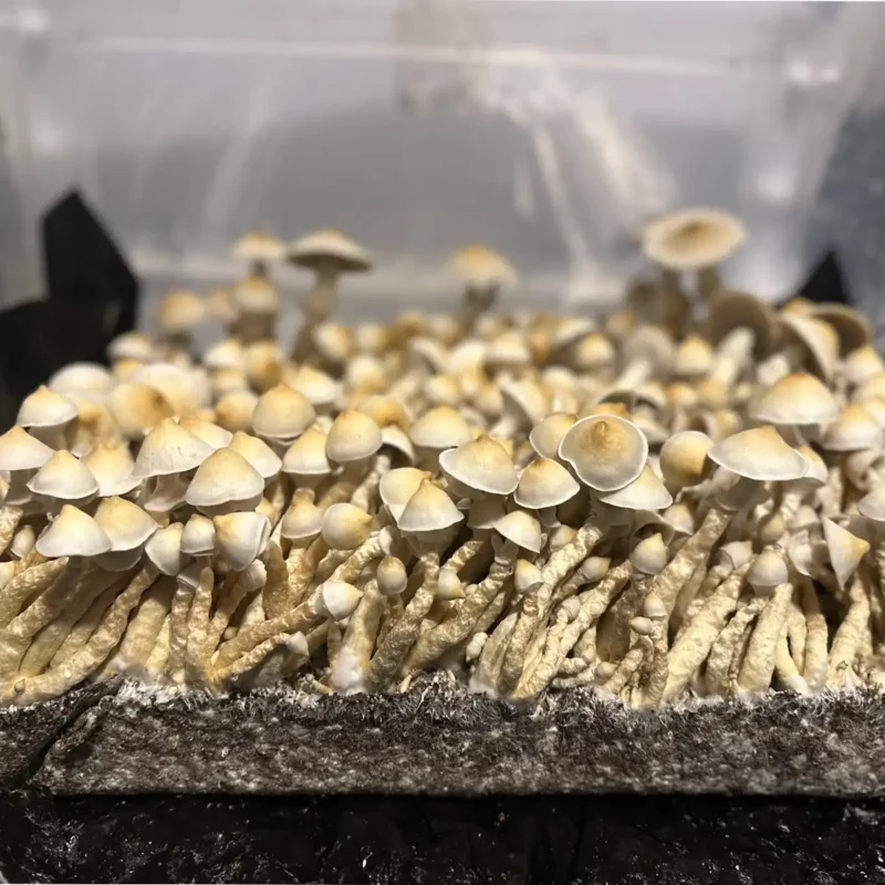 A large flush of White Rabbit Isolated Spore Syringe Mushrooms