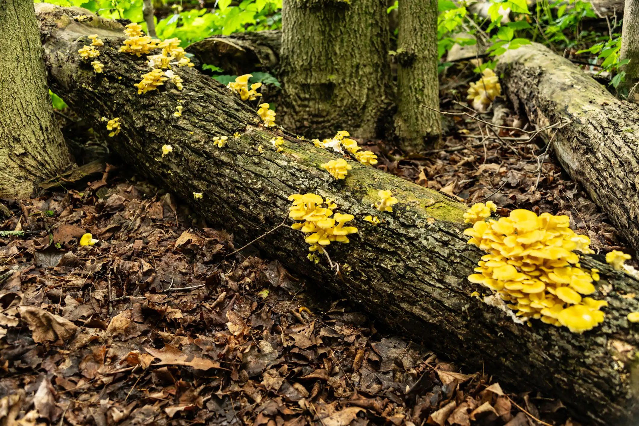 Clusters of yellow mushrooms growing on a fallen log in the forest.