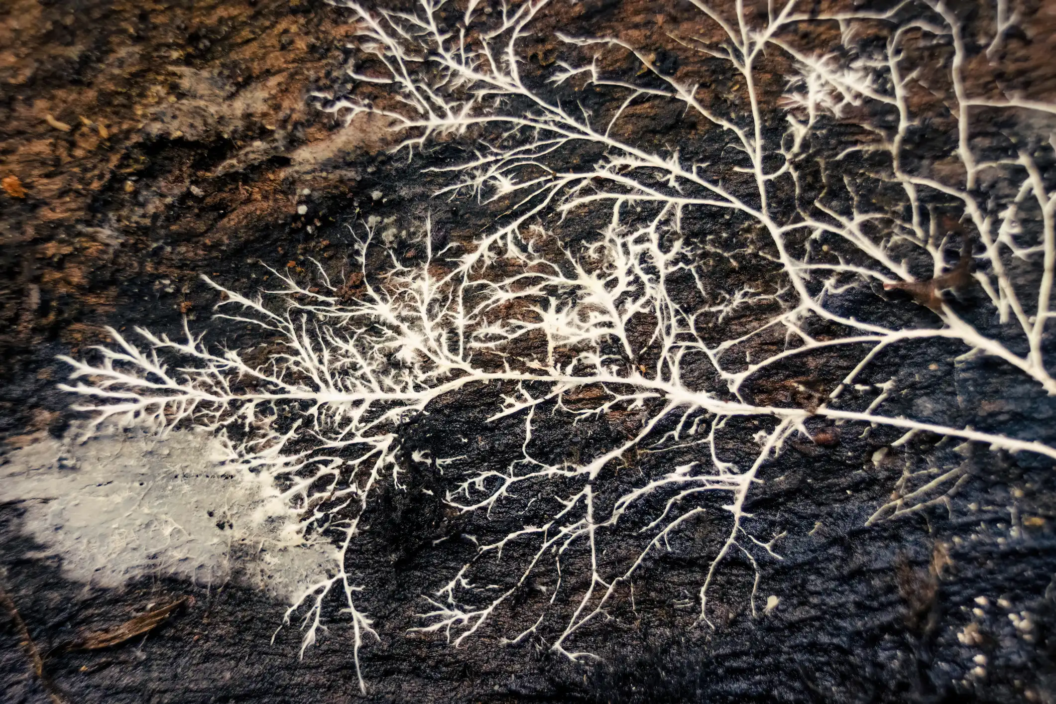 White tendrils of mycelium spreading through dark soil.