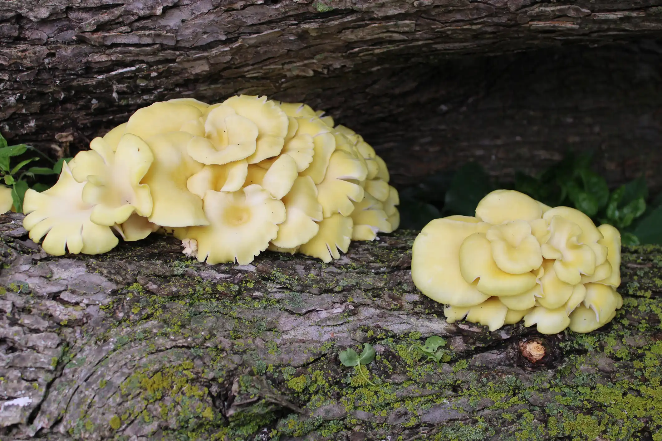 A close up view of a cluster of golden oyster mushrooms growing on a log