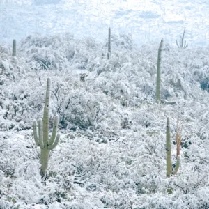 A desert ecosystem with cacti covered in snow.