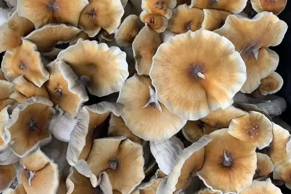 Large flush of hillbilly mushrooms in a tub